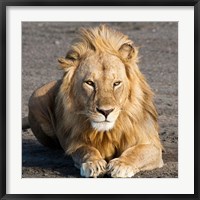 Tanzania, Ngorongoro Conservation Area, Lion Fine Art Print