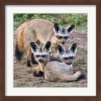 Three Bat-Eared Foxes, Tanzania Fine Art Print