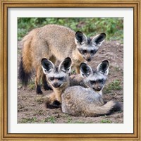 Three Bat-Eared Foxes, Tanzania Fine Art Print
