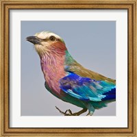 Lilac-breasted Roller Bird Fine Art Print
