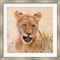Tanzania. Lion cub after kill in Serengeti NP. Fine Art Print