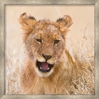 Tanzania. Lion cub after kill in Serengeti NP. Fine Art Print