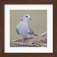 Tanzania. Ring-Necked Dove, Ndutu, Ngorongoro Fine Art Print