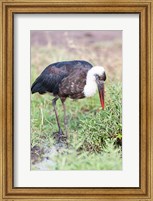 Woolly-necked Stork foraging. Maasai Mara, Kenya, Africa. Fine Art Print