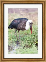 Woolly-necked Stork foraging. Maasai Mara, Kenya, Africa. Fine Art Print