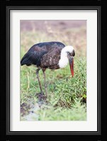 Woolly-necked Stork foraging. Maasai Mara, Kenya, Africa. Fine Art Print