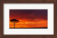 Umbrella Thorn Acacia against a Red Sky, Kenya Fine Art Print