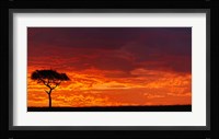 Umbrella Thorn Acacia against a Red Sky, Kenya Fine Art Print