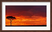Umbrella Thorn Acacia against a Red Sky, Kenya Fine Art Print