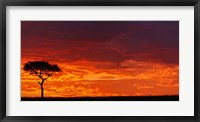 Umbrella Thorn Acacia against a Red Sky, Kenya Fine Art Print