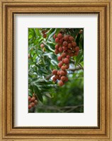 Tropical Litchi Fruit On Tree, Reunion Island, French Overseas Territory Fine Art Print