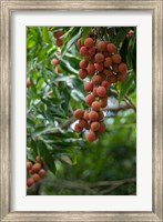 Tropical Litchi Fruit On Tree, Reunion Island, French Overseas Territory Fine Art Print