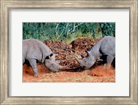 White Rhino, Square Lipped Rhino, Kruger, South Africa Fine Art Print