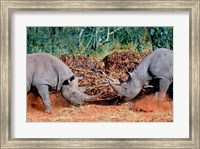 White Rhino, Square Lipped Rhino, Kruger, South Africa Fine Art Print