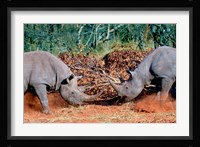White Rhino, Square Lipped Rhino, Kruger, South Africa Fine Art Print