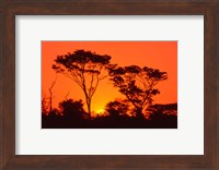 Trees Silhouetted by Dramatic Sunset, South Africa Fine Art Print