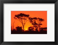 Trees Silhouetted by Dramatic Sunset, South Africa Fine Art Print