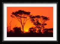 Trees Silhouetted by Dramatic Sunset, South Africa Fine Art Print