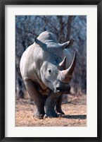 White Square-Lipped Rhino, Namibia Fine Art Print