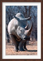 White Square-Lipped Rhino, Namibia Fine Art Print