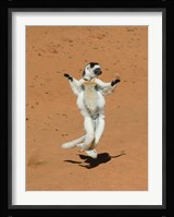 Verreauxs Sifaka, primate, Madagascar Fine Art Print
