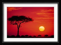 Wildebeest Migration, Masai Mara, Kenya Fine Art Print