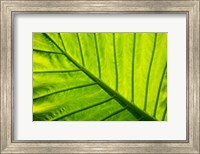 Tropical foliage in Alexandria and the Amphitheater, Egypt Fine Art Print