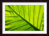 Tropical foliage in Alexandria and the Amphitheater, Egypt Fine Art Print