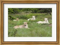 Unique pride of cream colored African lions, South Africa Fine Art Print