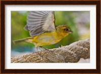 Wild Bird on Fregate Island, Seychelles, Africa Fine Art Print