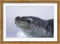 Visitors Get Close-up View of Leopard Seal on Iceberg in Cierva Cove, Antarctic Peninsula Fine Art Print