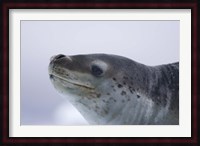 Visitors Get Close-up View of Leopard Seal on Iceberg in Cierva Cove, Antarctic Peninsula Fine Art Print
