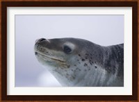 Visitors Get Close-up View of Leopard Seal on Iceberg in Cierva Cove, Antarctic Peninsula Fine Art Print