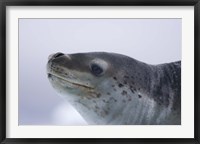 Visitors Get Close-up View of Leopard Seal on Iceberg in Cierva Cove, Antarctic Peninsula Fine Art Print