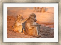 Two grooming baboons, Senyati Safari Camp, Botswana Fine Art Print