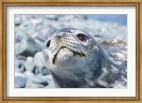 Weddell Seal Resting, Western Antarctic Peninsula, Antarctica Fine Art Print