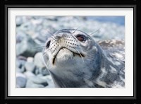 Weddell Seal Resting, Western Antarctic Peninsula, Antarctica Fine Art Print