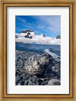 Weddell seal, beach, Western Antarctic Peninsula Fine Art Print