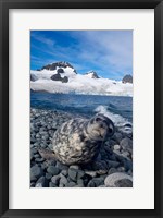 Weddell seal, beach, Western Antarctic Peninsula Fine Art Print