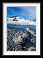 Weddell seal, beach, Western Antarctic Peninsula Fine Art Print