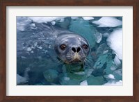 Weddell seal in the water, Western Antarctic Peninsula Fine Art Print