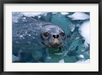 Weddell seal in the water, Western Antarctic Peninsula Fine Art Print