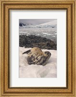 Weddell seal resting, western Antarctic Peninsula Fine Art Print