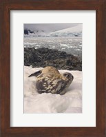 Weddell seal resting, western Antarctic Peninsula Fine Art Print