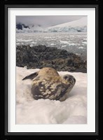 Weddell seal resting, western Antarctic Peninsula Fine Art Print