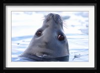 Weddell Seal Head, Western Antarctic Peninsula Fine Art Print