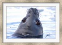 Weddell Seal Head, Western Antarctic Peninsula Fine Art Print