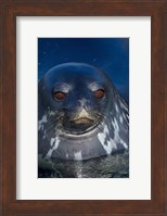 Close up of Weddell seal, Western Antarctic Peninsula Fine Art Print