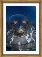 Close up of Weddell seal, Western Antarctic Peninsula Fine Art Print