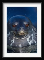 Close up of Weddell seal, Western Antarctic Peninsula Fine Art Print